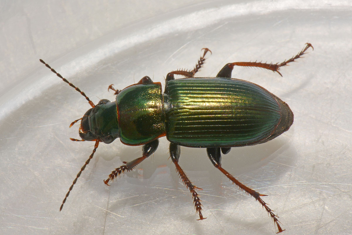 Carabidae: Harpalus honestus? No, Harpalus distinguendus